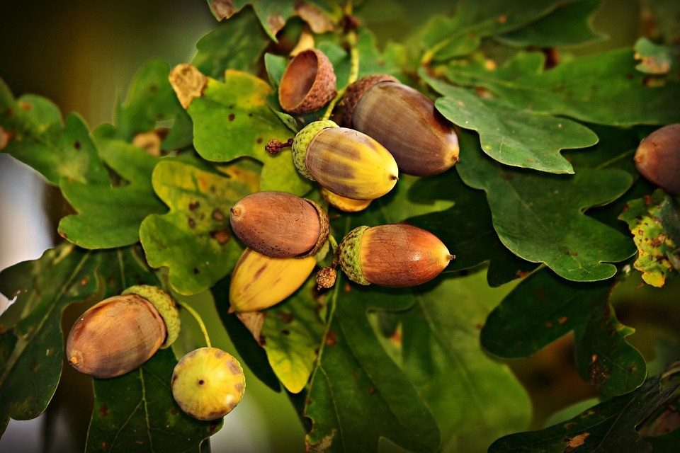 food forest