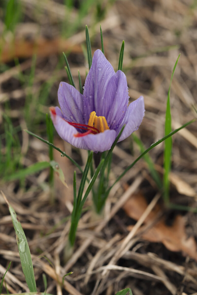 zafferano il fiore dell'oro rosso